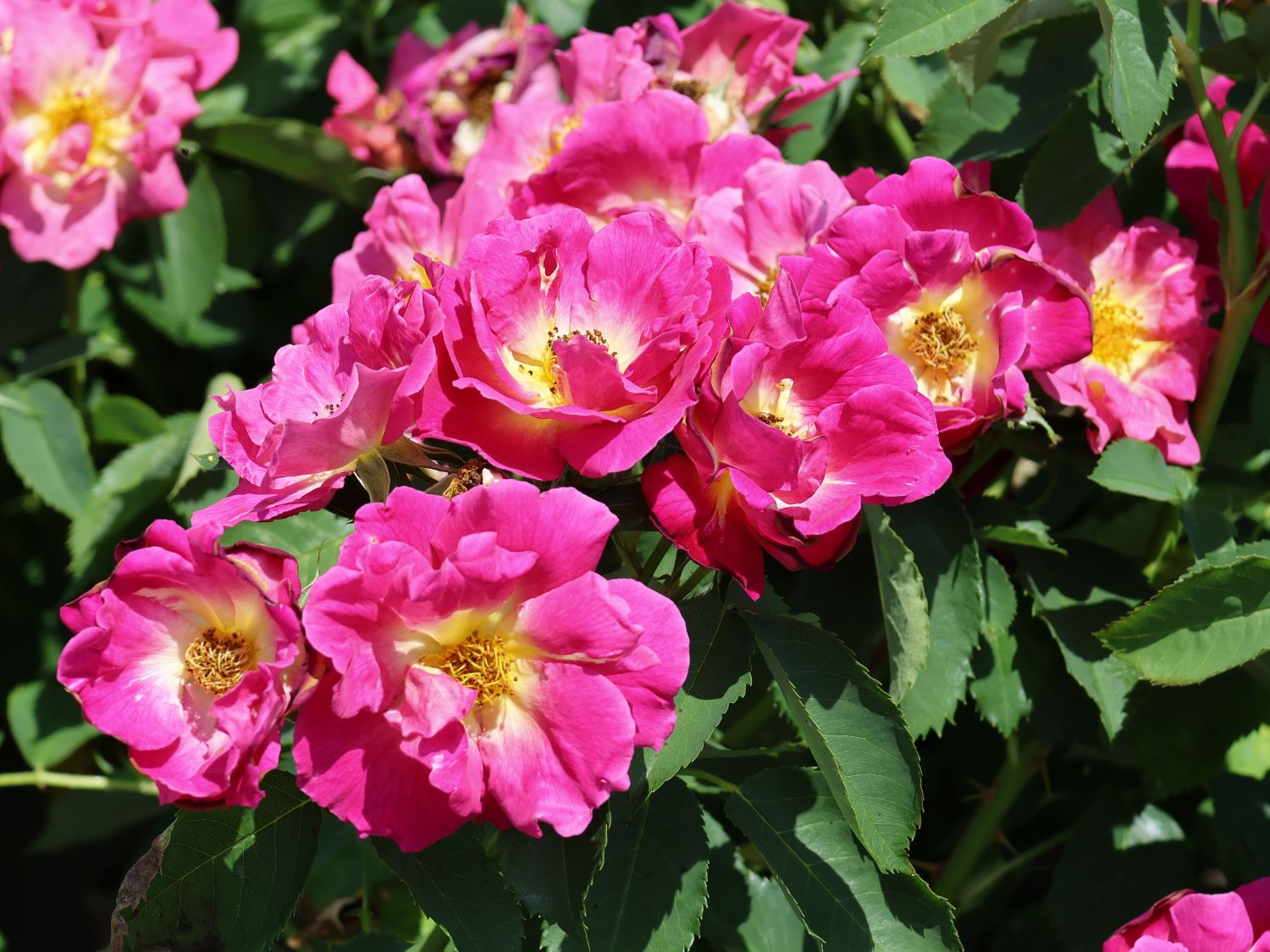 Bodendecker-Rose 'Weg der Sinne' ® - Rosa 'Weg der Sinne' ® ADR-Rose