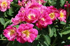 Bodendecker-Rose 'Weg der Sinne' ® - Rosa 'Weg der Sinne' ® ADR-Rose