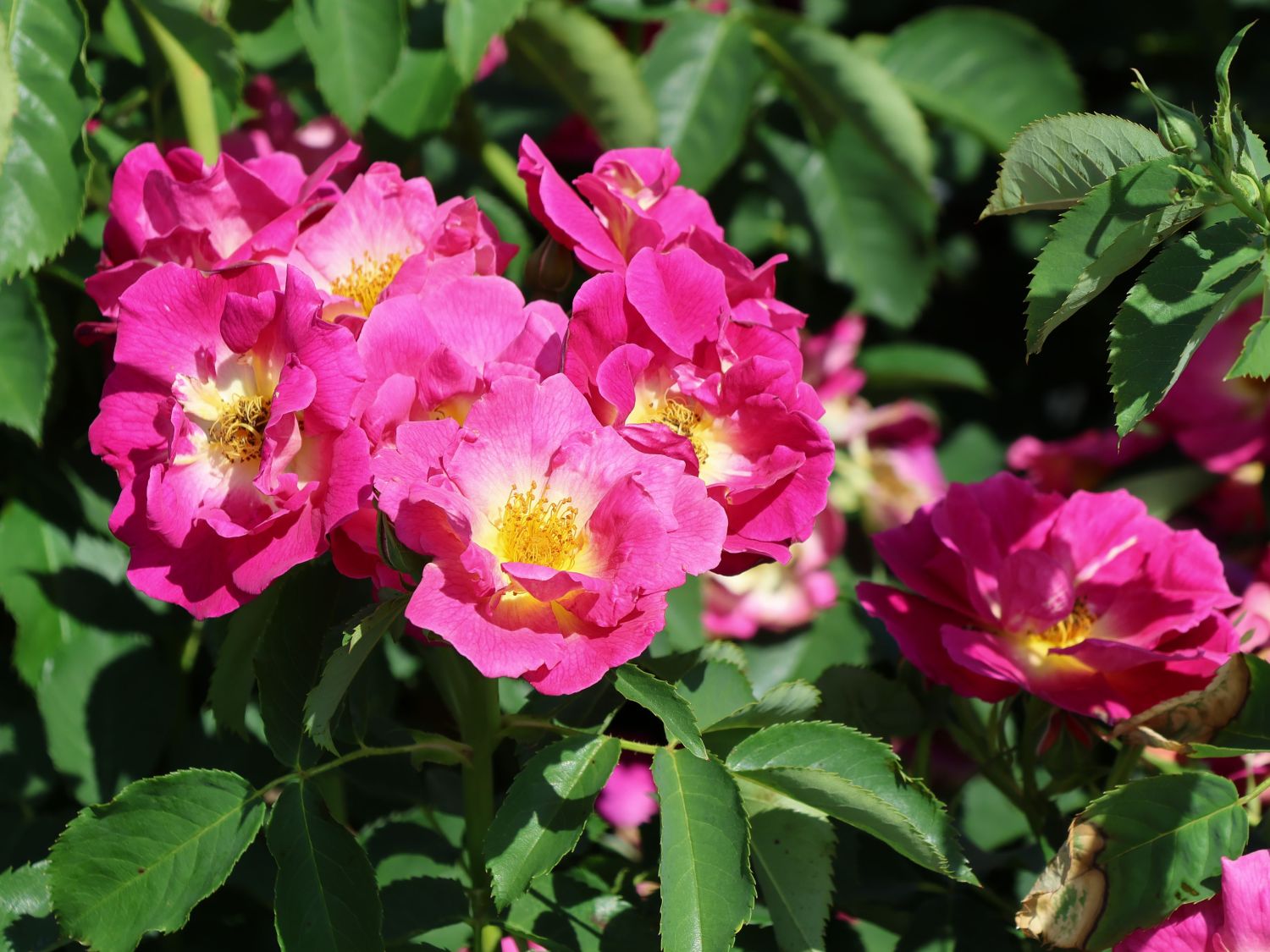 Bodendecker-Rose 'Weg der Sinne' ® - Rosa 'Weg der Sinne' ® ADR-Rose