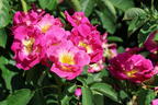 Bodendecker-Rose 'Weg der Sinne' ® - Rosa 'Weg der Sinne' ® ADR-Rose