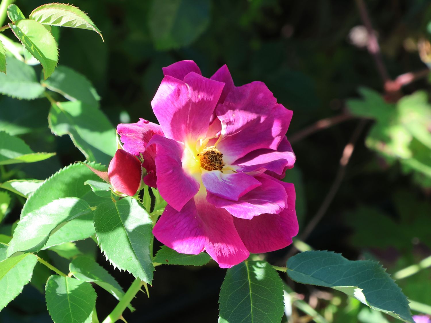 Bodendecker-Rose 'Weg der Sinne' ® - Rosa 'Weg der Sinne' ® ADR-Rose