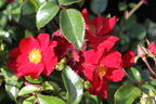 Bodendecker-Rose 'Alcantara' ® - Rosa 'Alcantara' ®