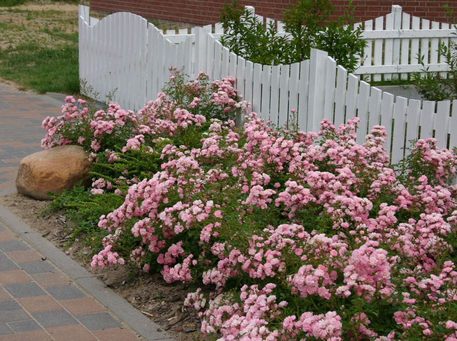 Bodendecker-Rose / Beetrose 'The Fairy' - Rosa 'The Fairy'