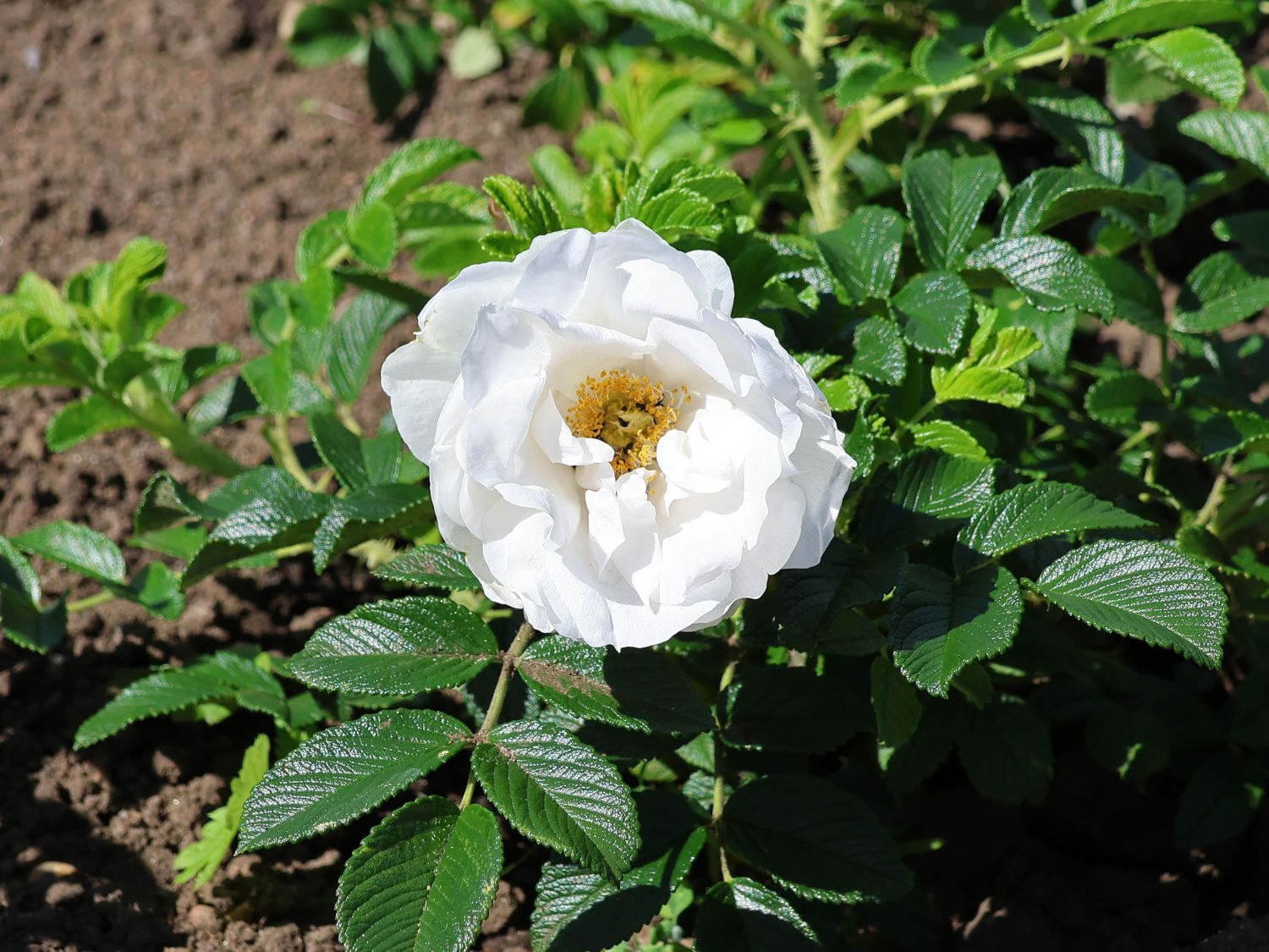 Bodendeckerrose 'Frozen Roadrunner' ®