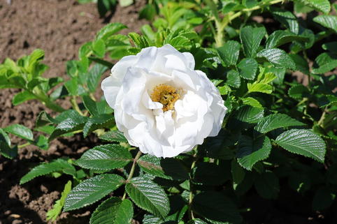 Bodendeckerrose 'Frozen Roadrunner' ® - Rosa 'Frozen Roadrunner' ®