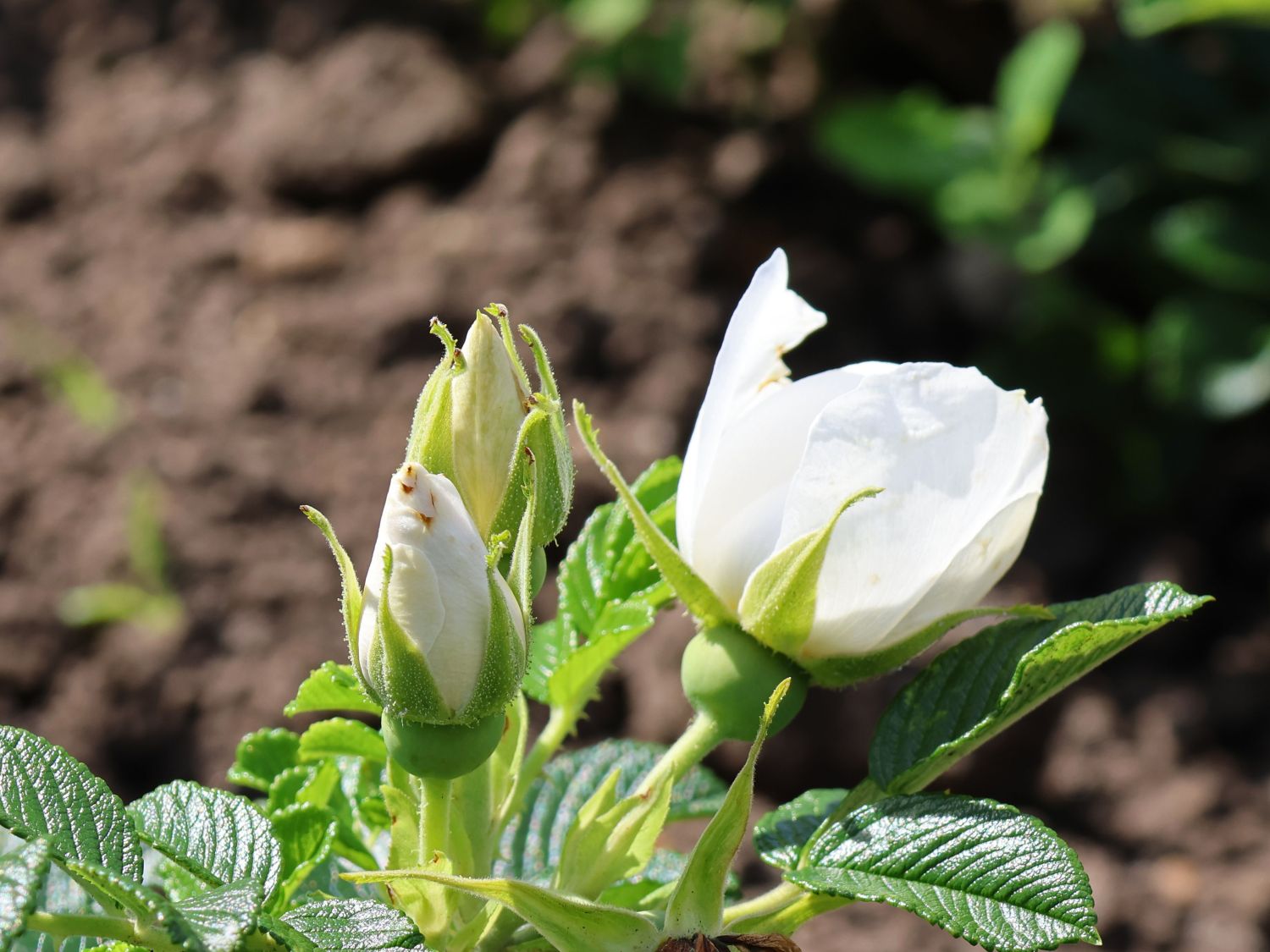 Bodendeckerrose 'Frozen Roadrunner' ® - Rosa 'Frozen Roadrunner' ®