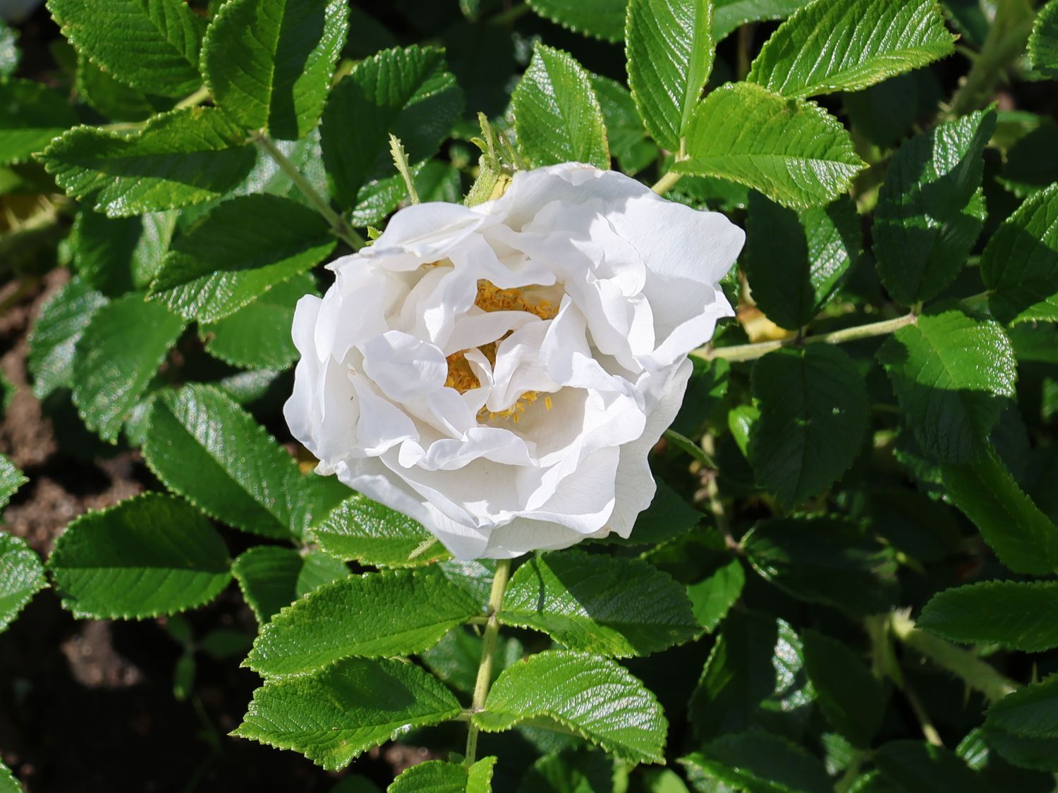 Bodendeckerrose 'Frozen Roadrunner' ® - Rosa 'Frozen Roadrunner' ®