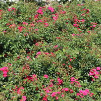 Bodendeckerrose 'Gärtnerfreude' ® / 'Toscana' ® - Rosa 'Gärtnerfreude' ® / 'Toscana' ®