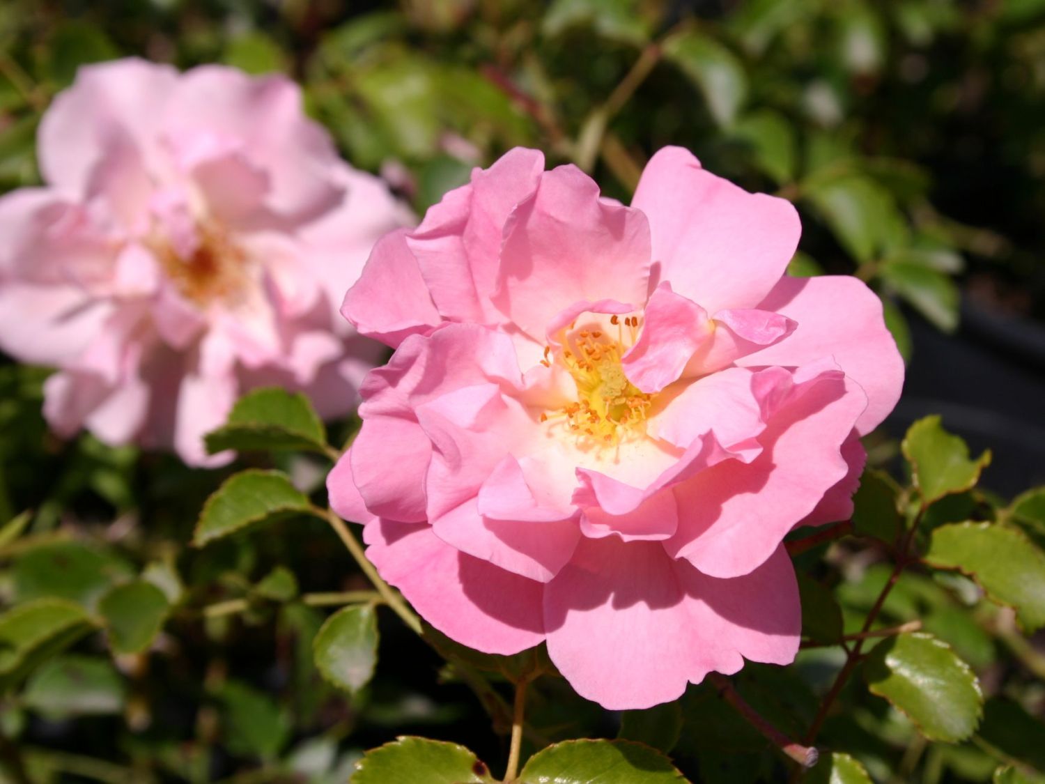 Bodendecker-Rose 'Heidekönigin' ®