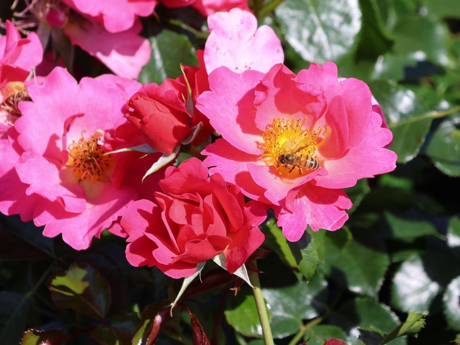 Bodendeckerrose 'HOPPLA'  ®