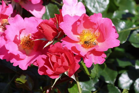 Bodendeckerrose 'HOPPLA' ® - Rosa 'HOPPLA' ®