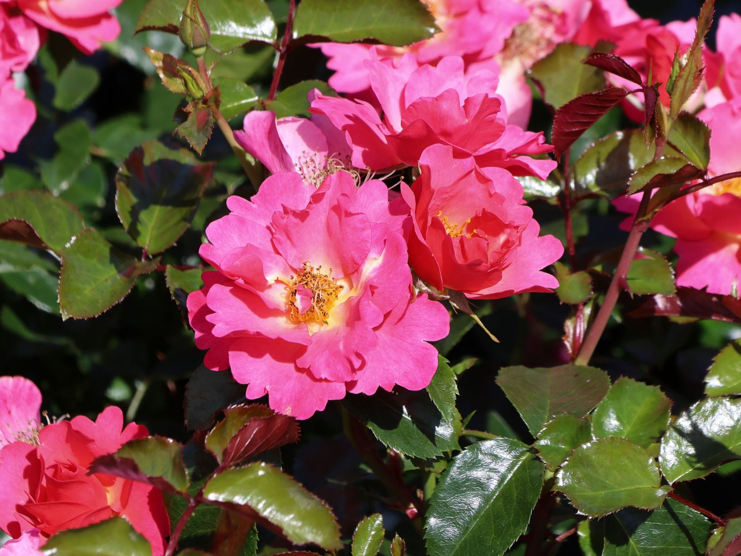 Bodendeckerrose 'HOPPLA'  ® - Rosa 'HOPPLA'  ®