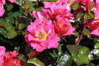 Bodendeckerrose 'HOPPLA' ® - Rosa 'HOPPLA' ®