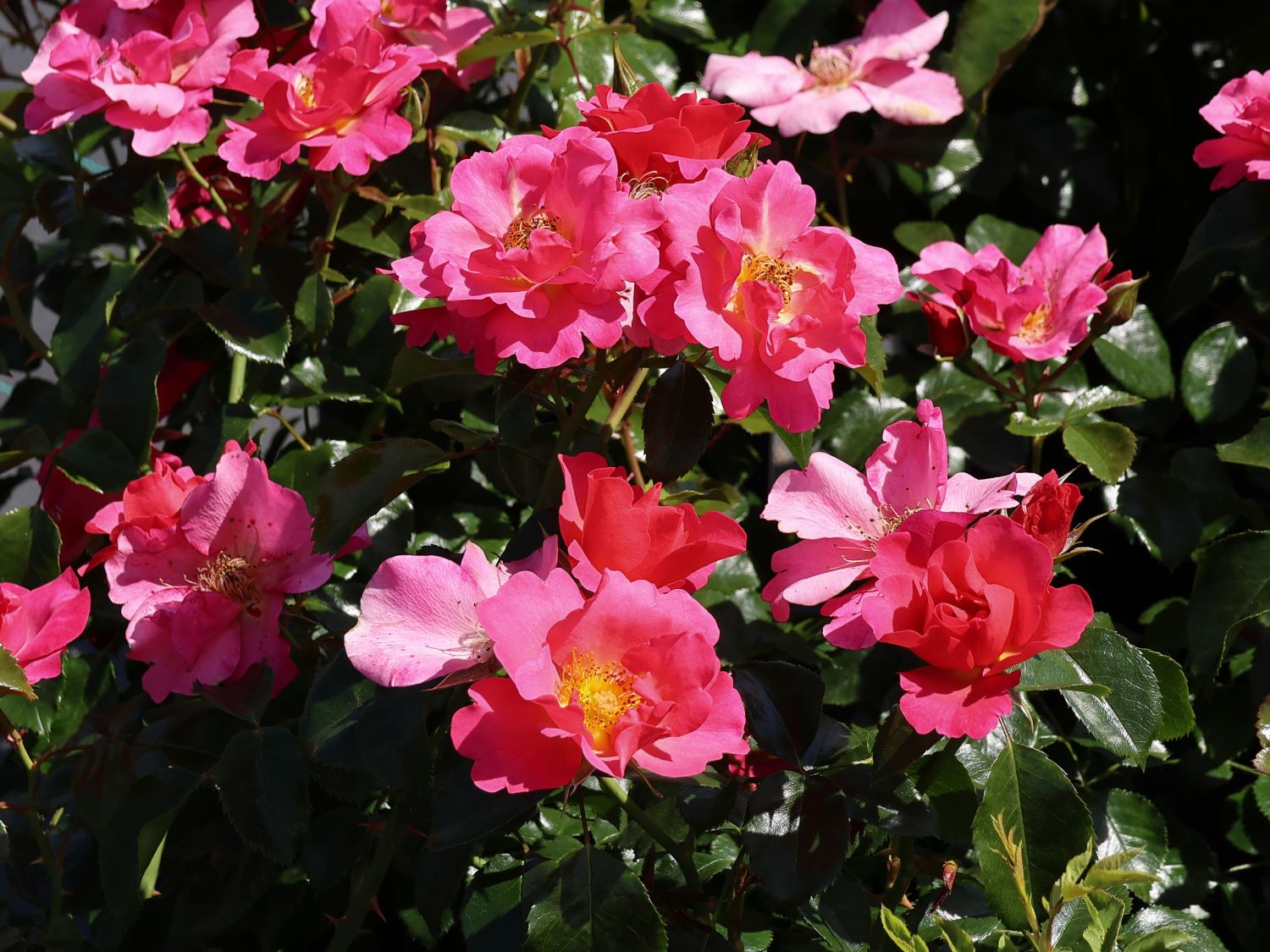 Bodendeckerrose 'HOPPLA'  ® - Rosa 'HOPPLA'  ®