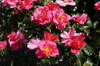 Bodendeckerrose 'HOPPLA' ® - Rosa 'HOPPLA' ®