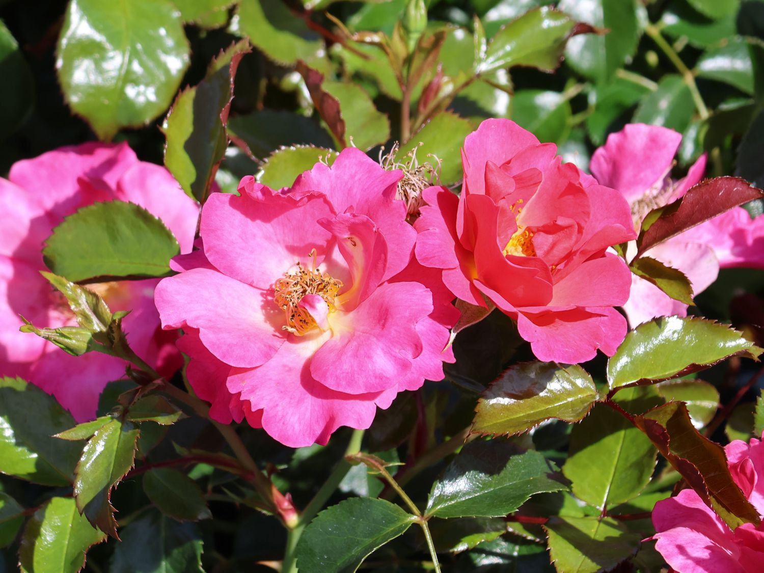 Bodendeckerrose 'HOPPLA'  ® - Rosa 'HOPPLA'  ®