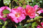 Bodendeckerrose 'HOPPLA' ® - Rosa 'HOPPLA' ®