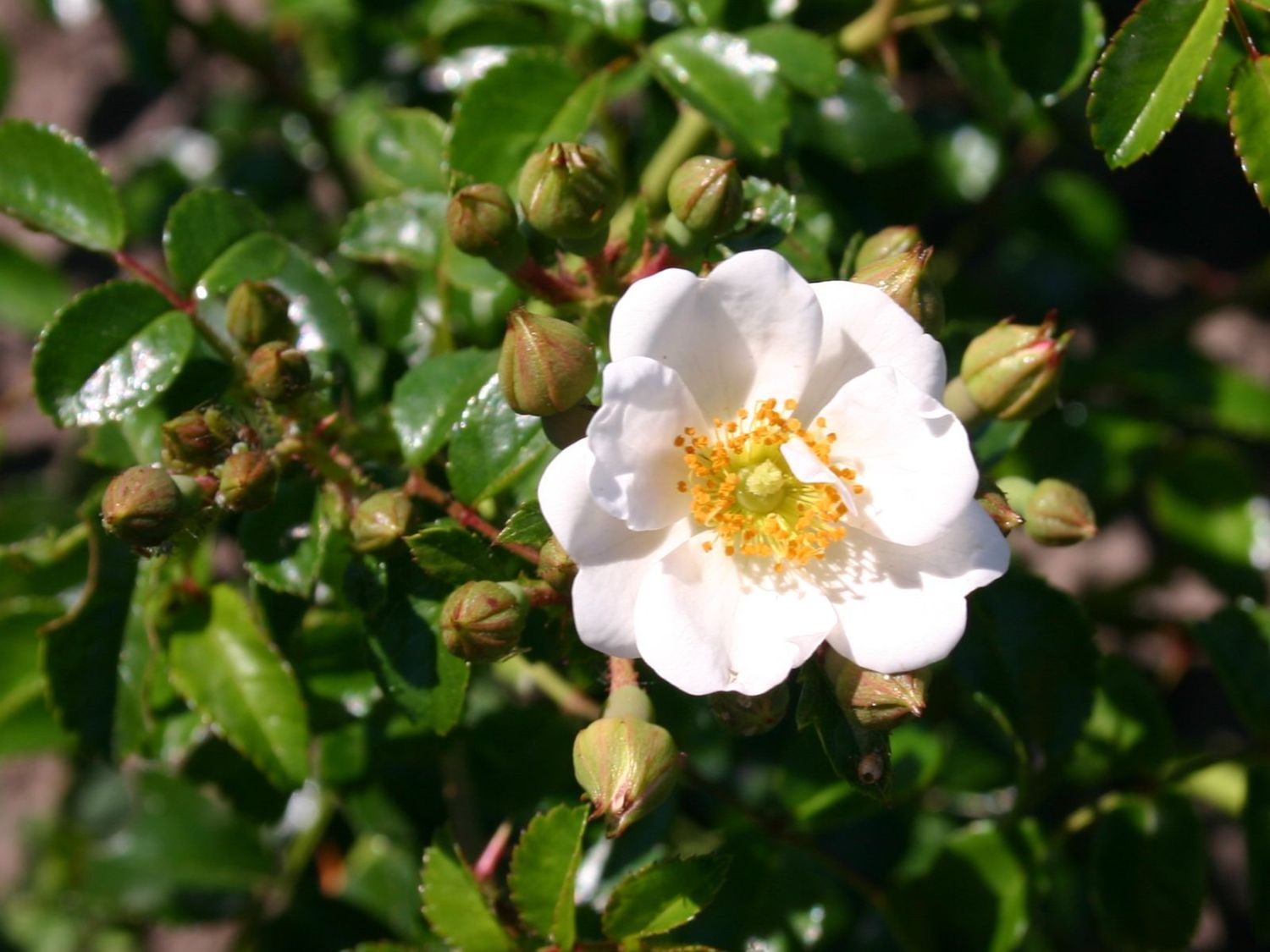 Bodendecker-Rose 'Immensee' ®
