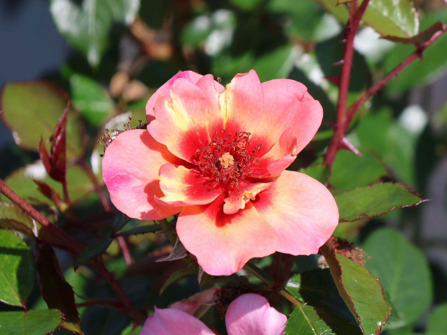 Bodendeckerrose 'Jojo ® Peach'