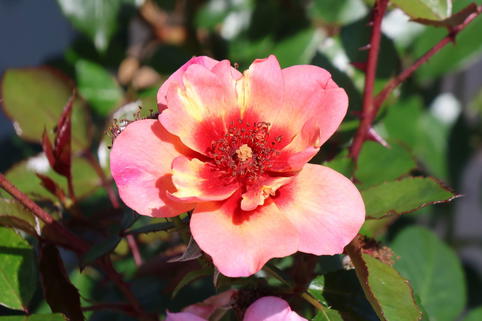 Bodendeckerrose 'Jojo ® Peach' - Rosa 'Jojo ® Peach'
