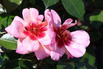 Bodendeckerrose 'Jojo ® Peach' - Rosa 'Jojo ® Peach'