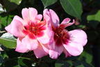 Bodendeckerrose 'Jojo ® Peach' - Rosa 'Jojo ® Peach'