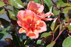 Bodendeckerrose 'Jojo ® Peach' - Rosa 'Jojo ® Peach'