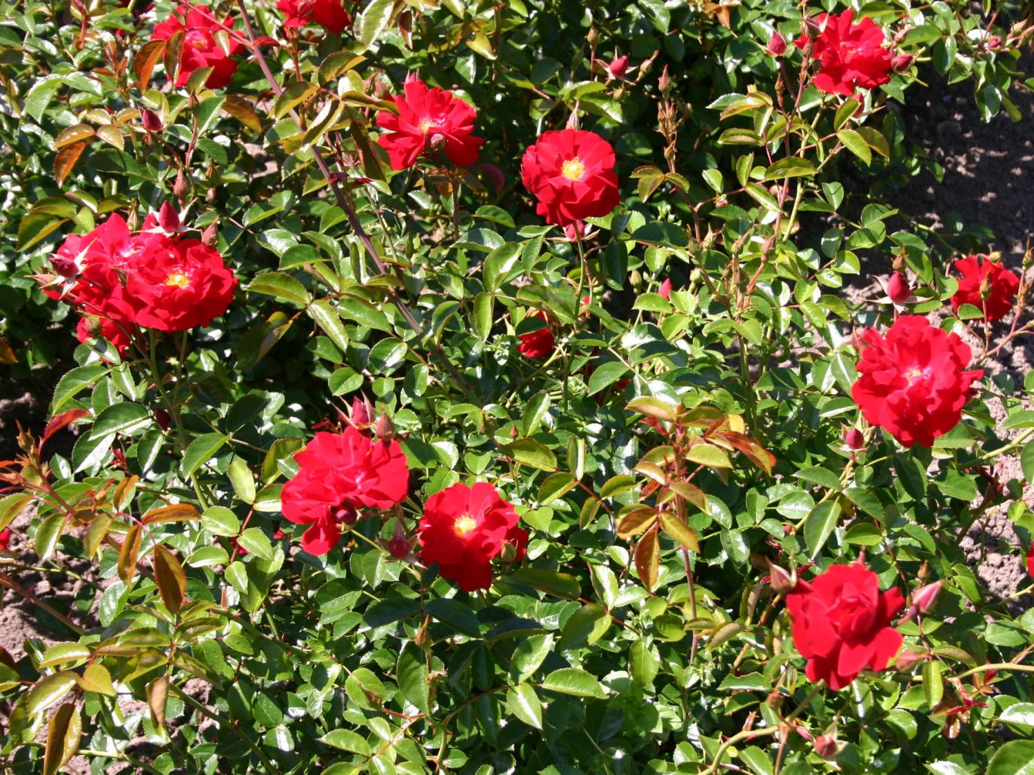 Bodendecker-Rose 'Mainaufeuer' ® - Rosa 'Mainaufeuer' ®