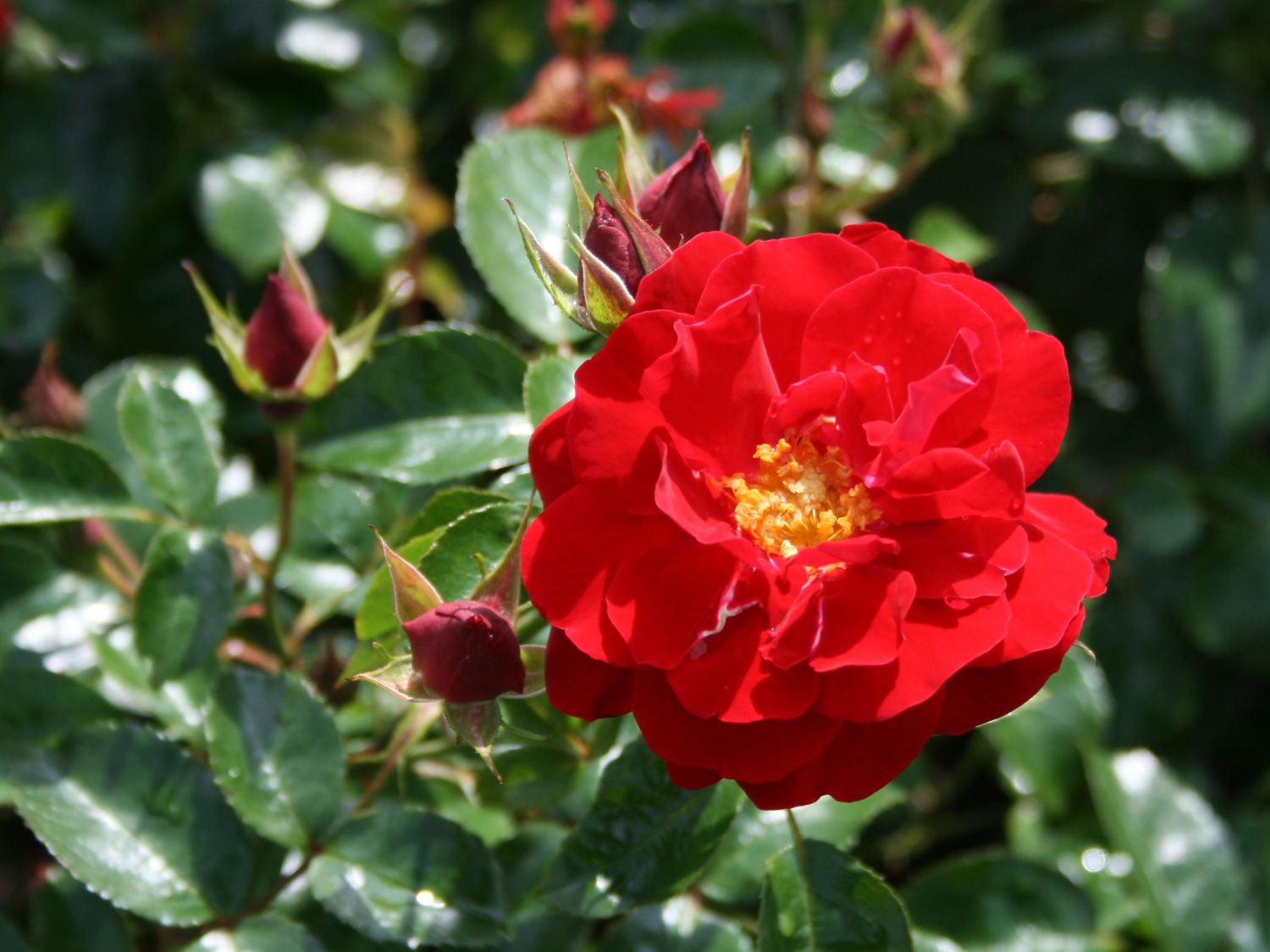 Bodendecker-Rose 'Mainaufeuer' ® - Rosa 'Mainaufeuer' ®