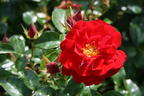 Bodendecker-Rose 'Mainaufeuer' ® - Rosa 'Mainaufeuer' ®
