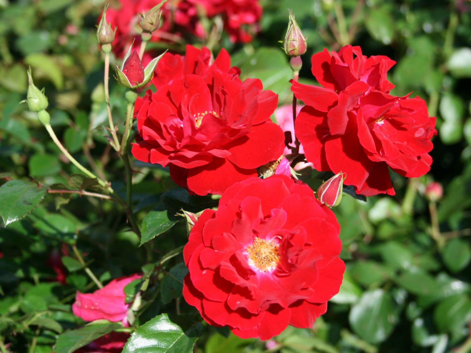 Bodendecker-Rose 'Mainaufeuer' ® - Rosa 'Mainaufeuer' ®