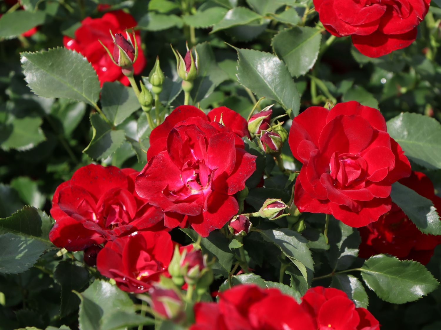 Bodendeckerrose 'Marondo' ® - Rosa 'Marondo' ®