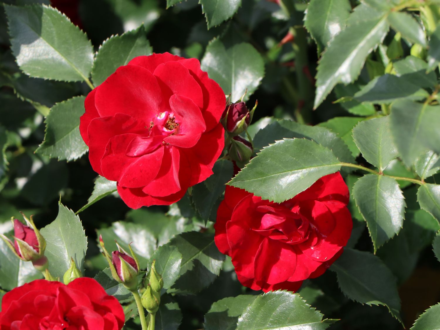 Bodendeckerrose 'Marondo' ® - Rosa 'Marondo' ®