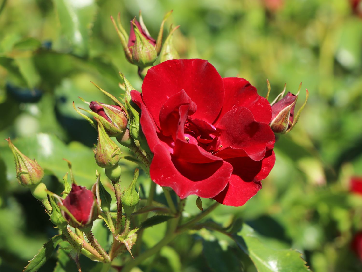 Bodendeckerrose 'Marondo' ® - Rosa 'Marondo' ®