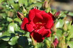 Bodendeckerrose 'Marondo' ® - Rosa 'Marondo' ®