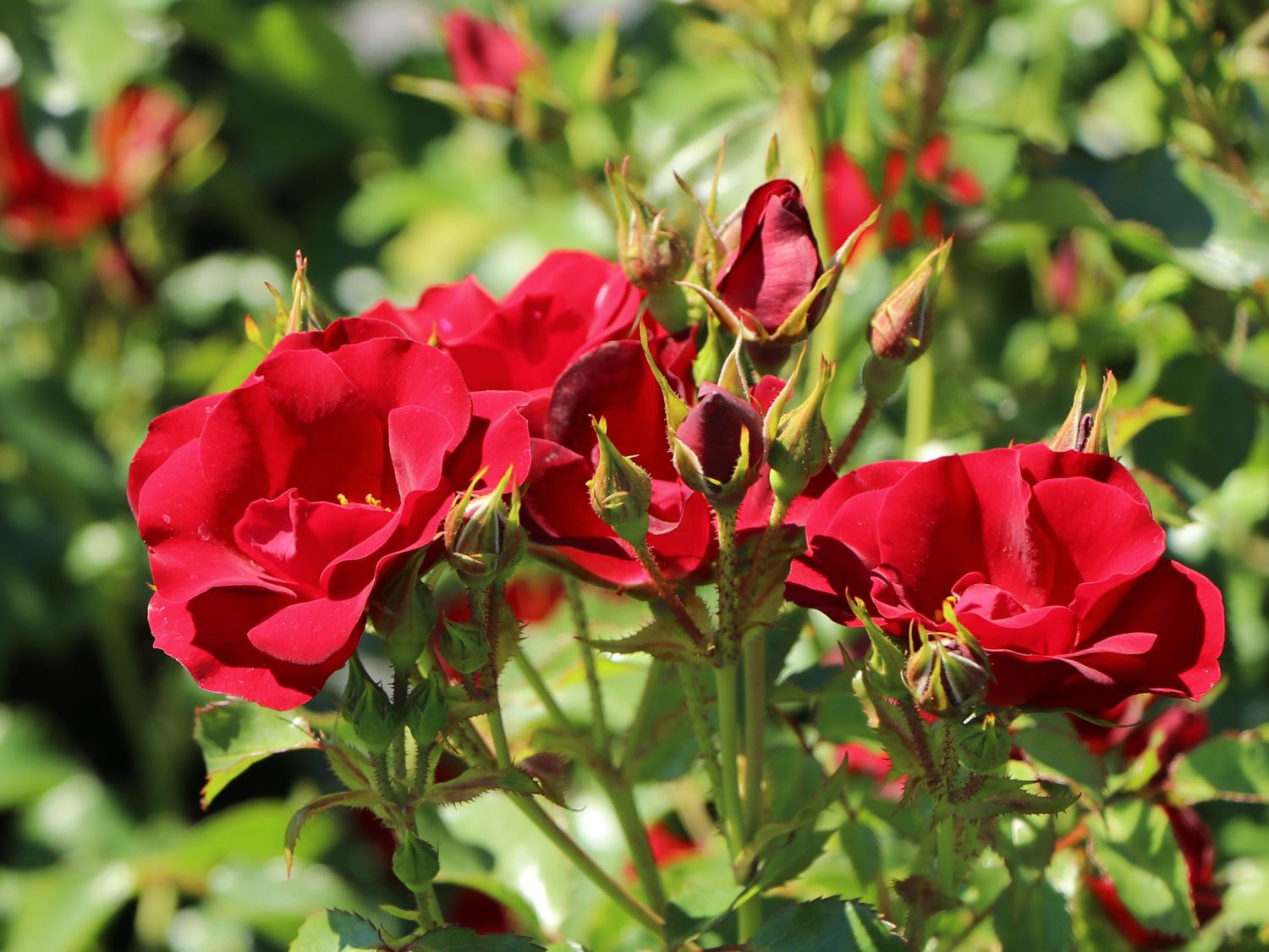 Bodendeckerrose 'Marondo' ® - Rosa 'Marondo' ®