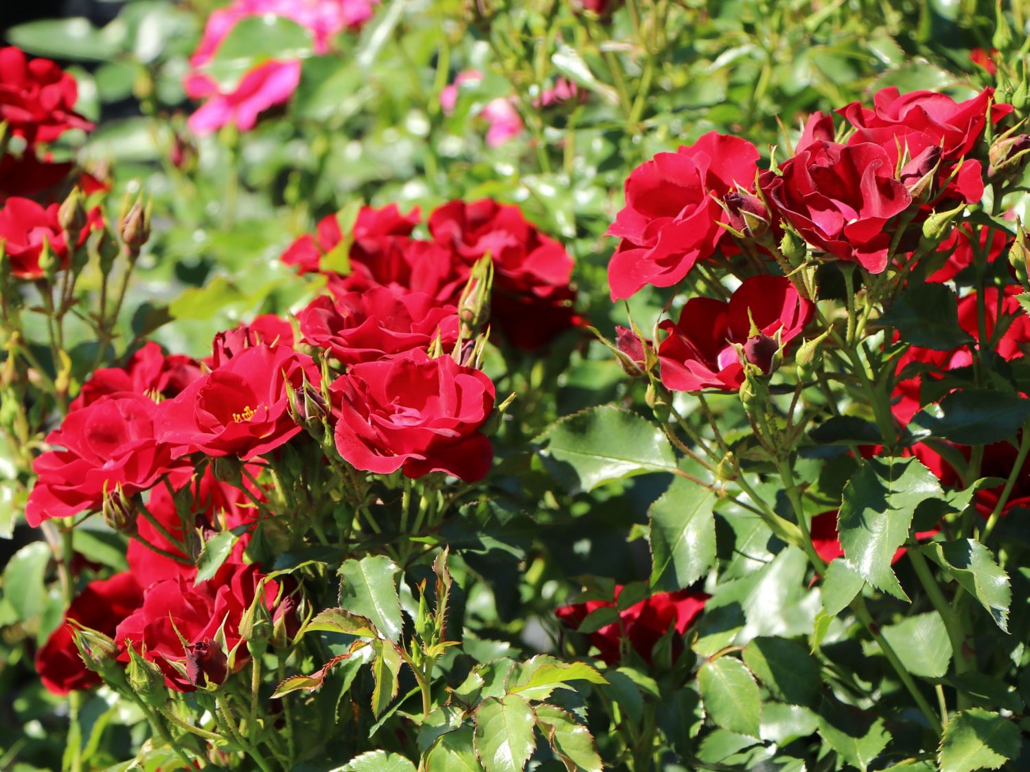 Bodendeckerrose 'Marondo' ® - Rosa 'Marondo' ®