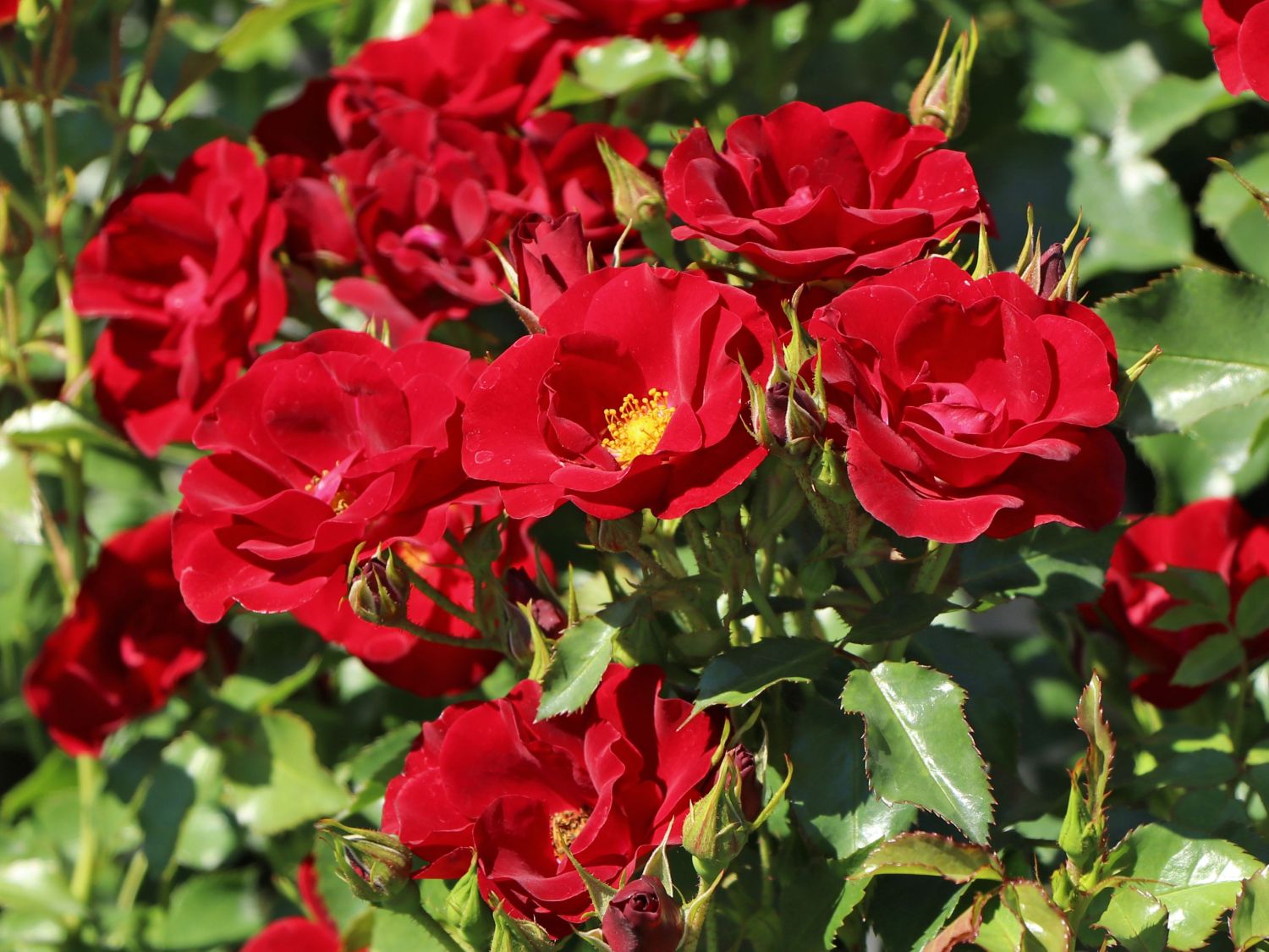 Bodendeckerrose 'Marondo' ® - Rosa 'Marondo' ®