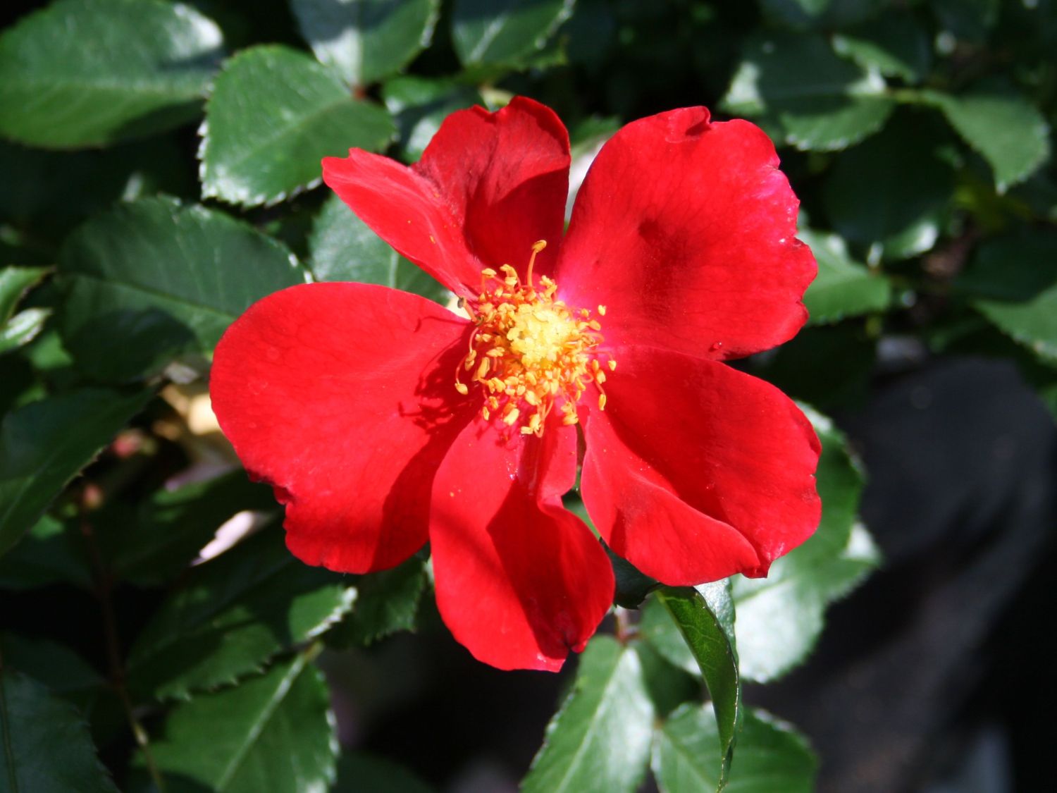 Bodendecker-Rose 'Red Haze'
