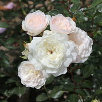 Bodendecker-Rose 'Sea Foam' - Rosa 'Sea Foam'