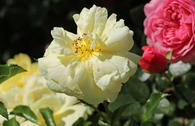 Bodendeckerrose 'Sunny Rose' ®