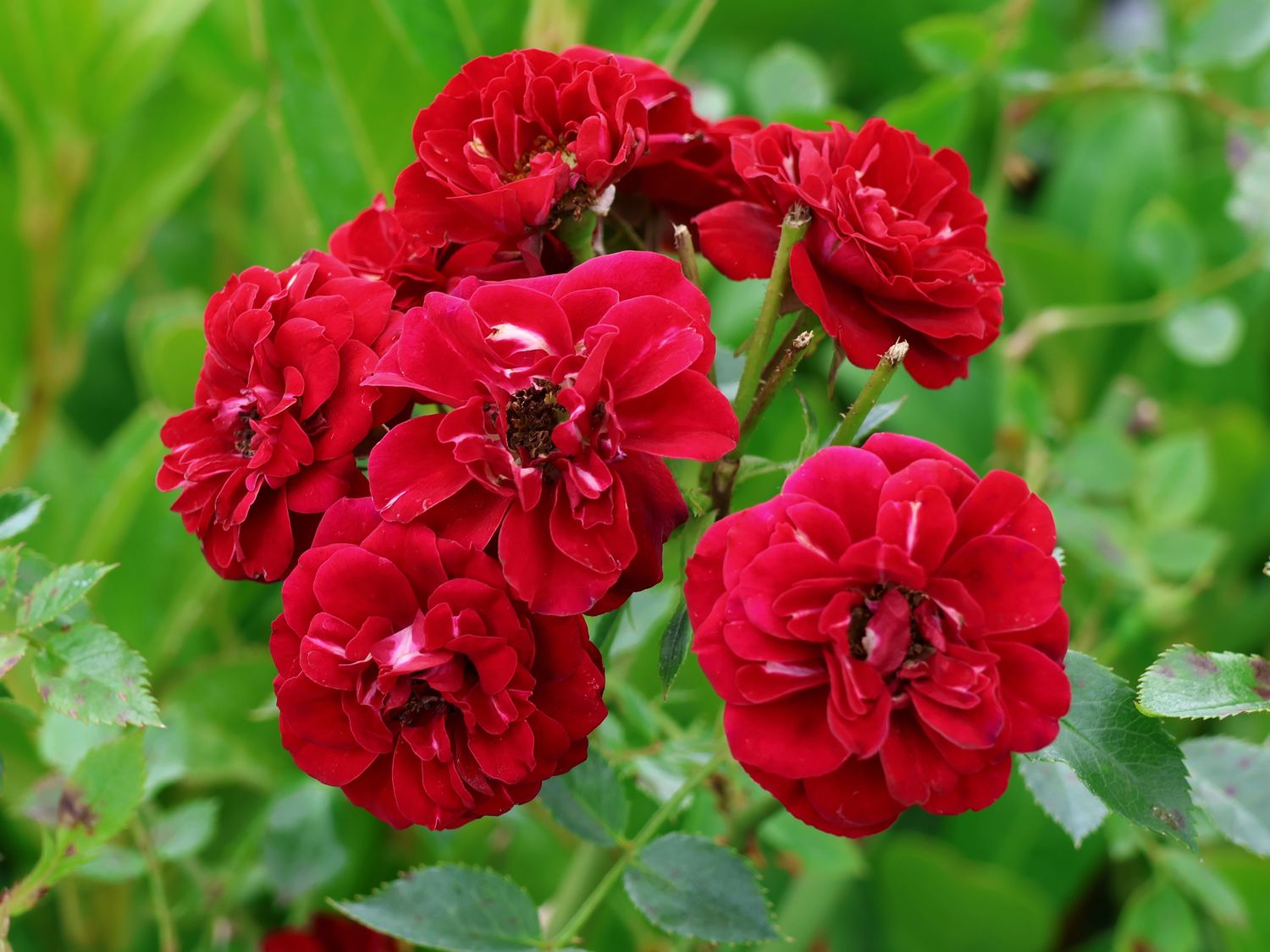 Bodendeckerrose 'The Fairy rot' - Rosa 'The Fairy rot'