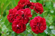 Bodendeckerrose 'The Fairy rot'
