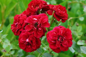 Bodendeckerrose 'The Fairy rot'