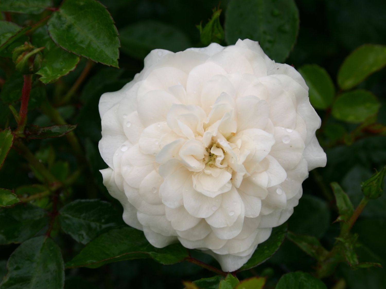 Bodendeckerrose 'The Fairy' weiß