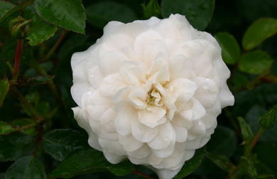 Wei e Rosen F r Den Garten Elegant Zeitlos Sch n wei-e-rosen-f-r-den-garten-elegant-zeitlos-sch-n