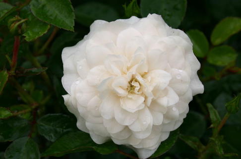 Bodendeckerrose 'The Fairy' weiß - Rosa 'The Fairy' weiß