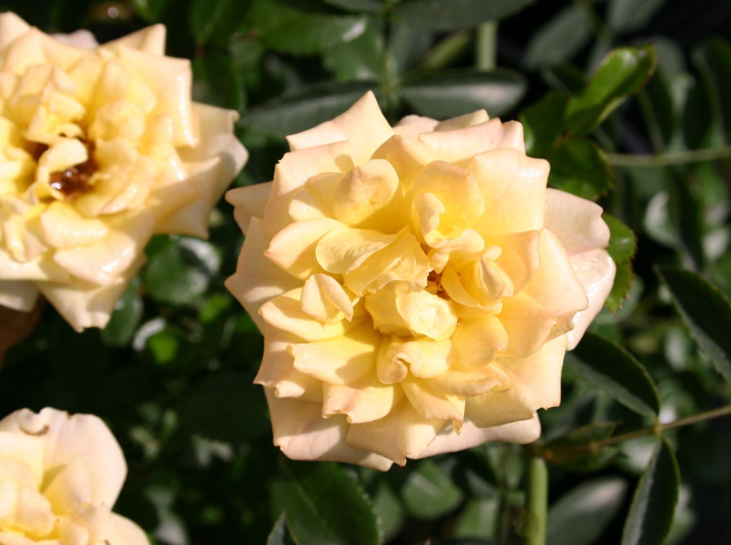 Bodendeckerrose 'Yellow Fairy'