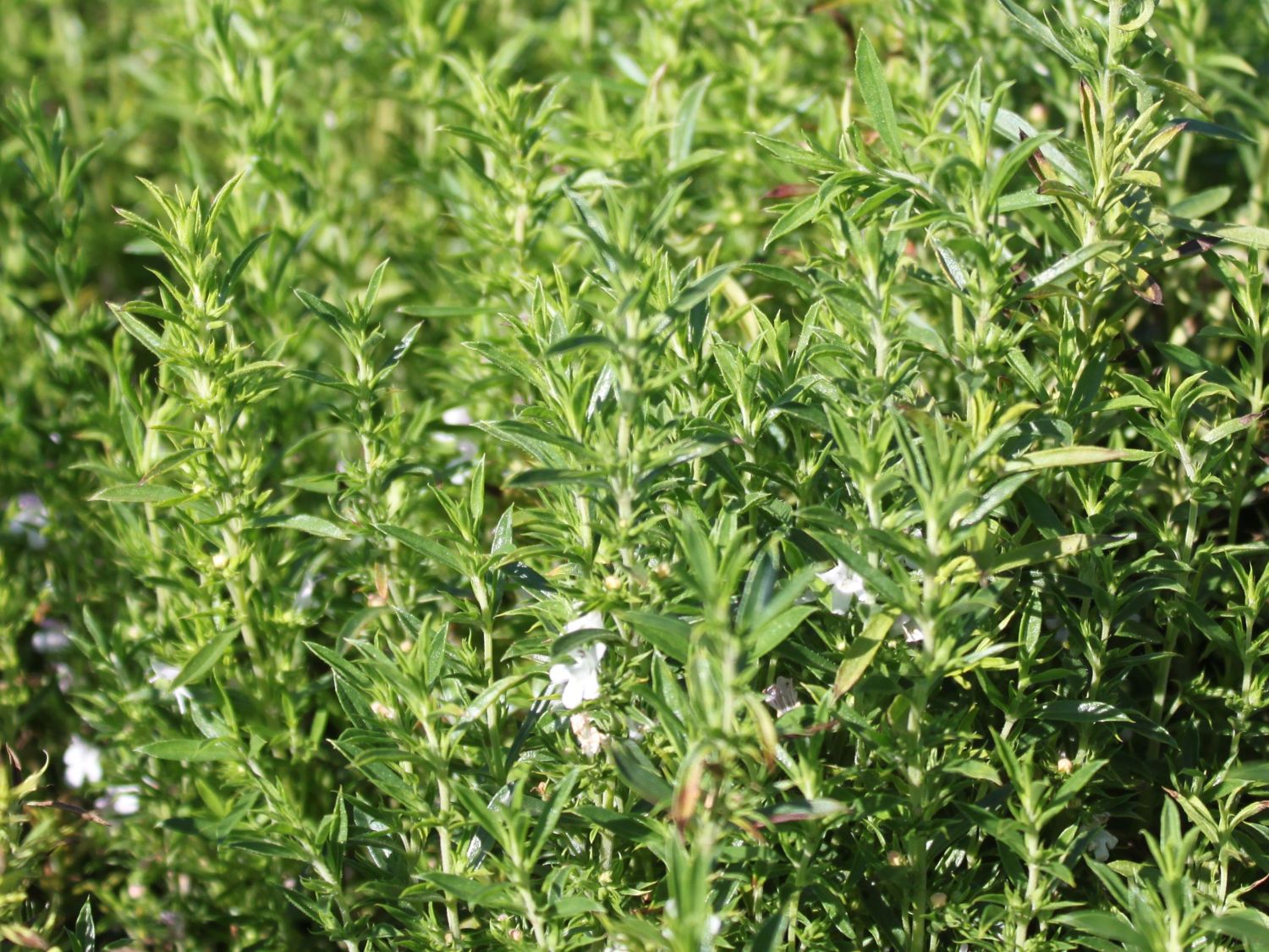 Bohnenkräuter (Satureja)