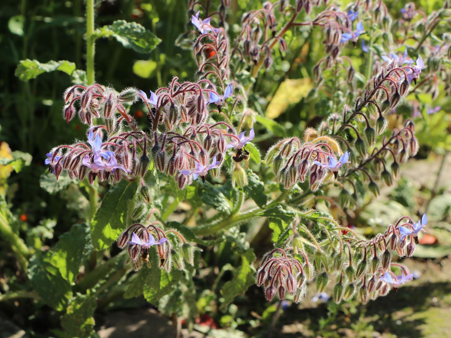 Borretsch / Gurkenkraut - Borago officinalis